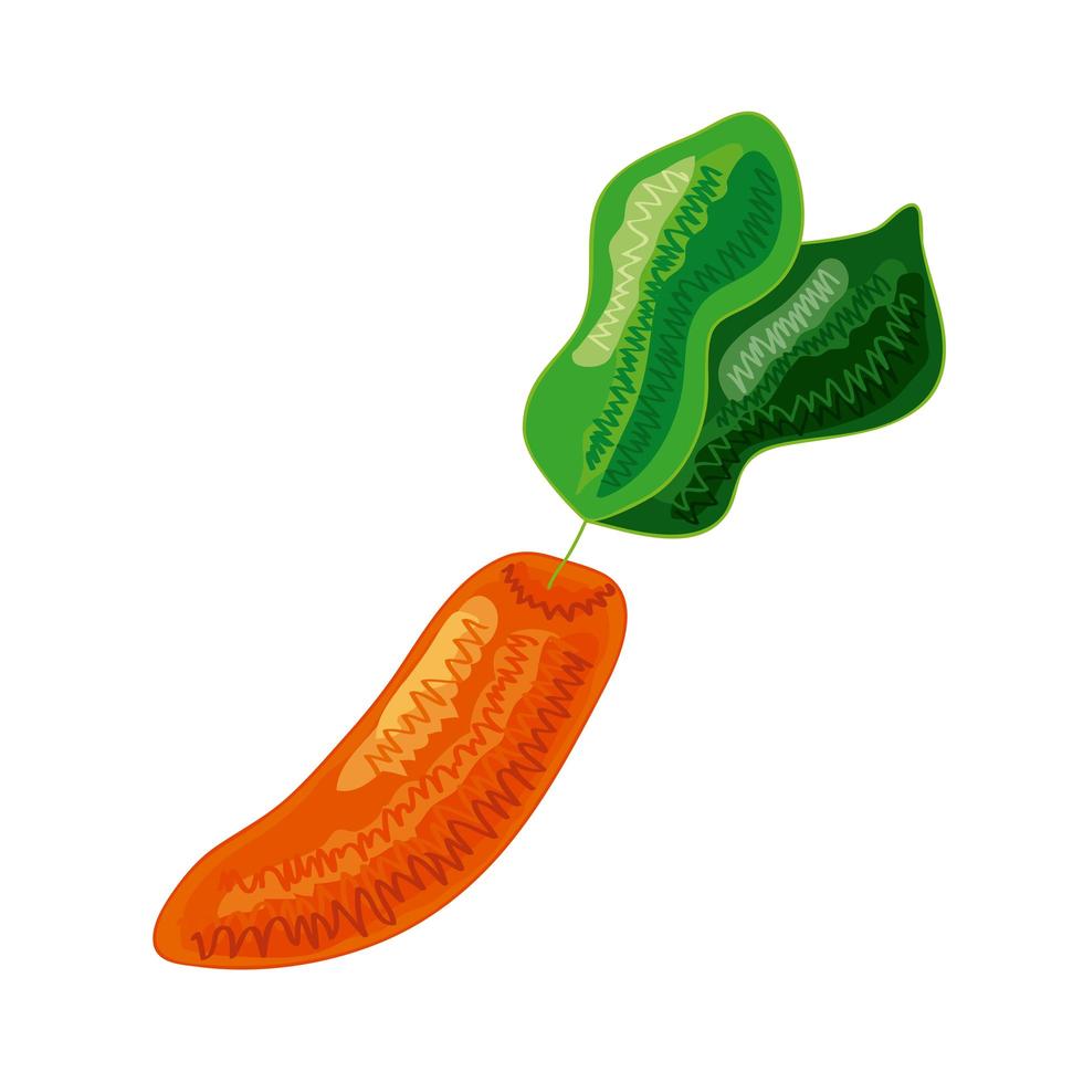 carota verdura sana vettore