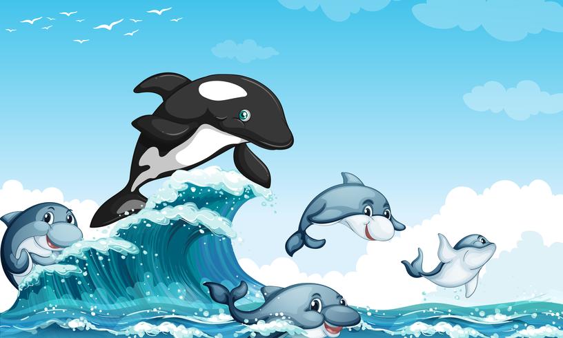 Delfini nuotare nell&#39;oceano vettore