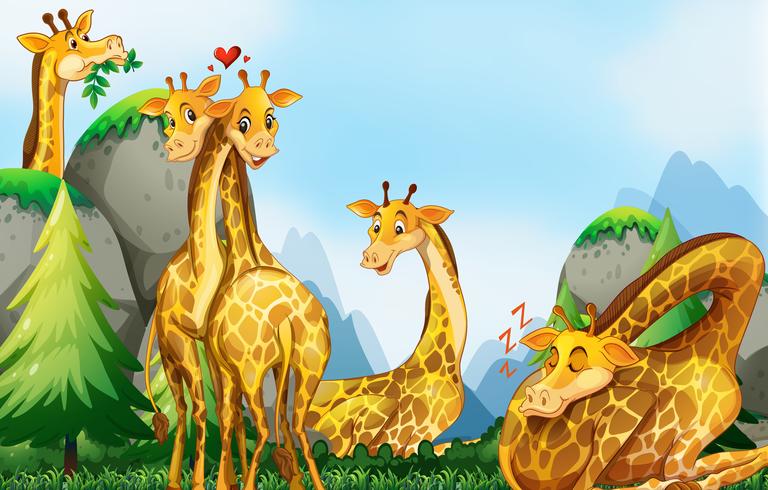 Molte giraffe nel campo vettore