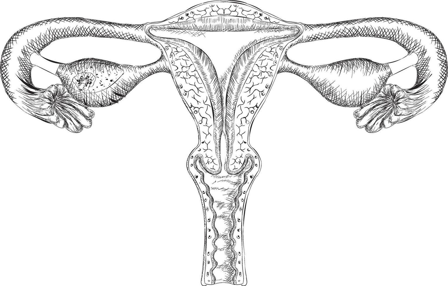 di moda utero concetti vettore