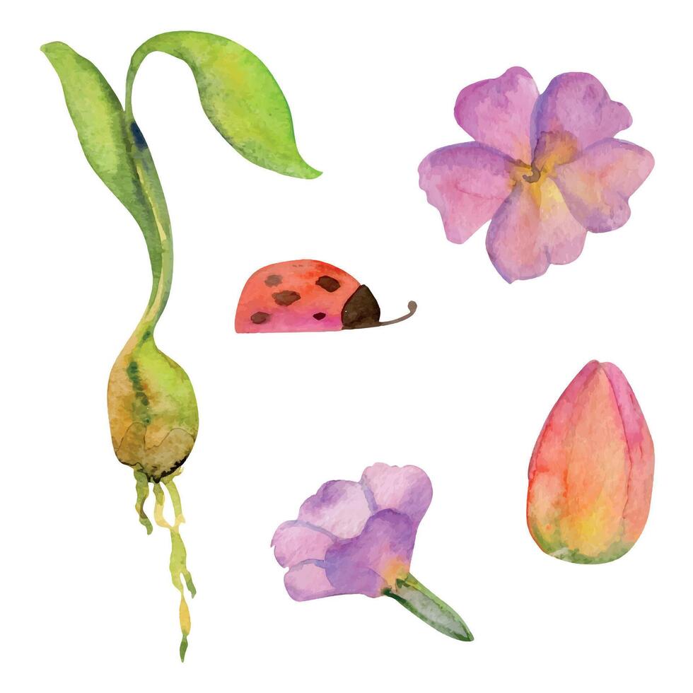 mano disegnato acquerello illustrazione primavera giardinaggio fiori e foglie, natura pianta, narciso primula tulipano coccinella. singolo oggetto isolato su bianca sfondo. Stampa, negozio, scrapbooking, confezione vettore