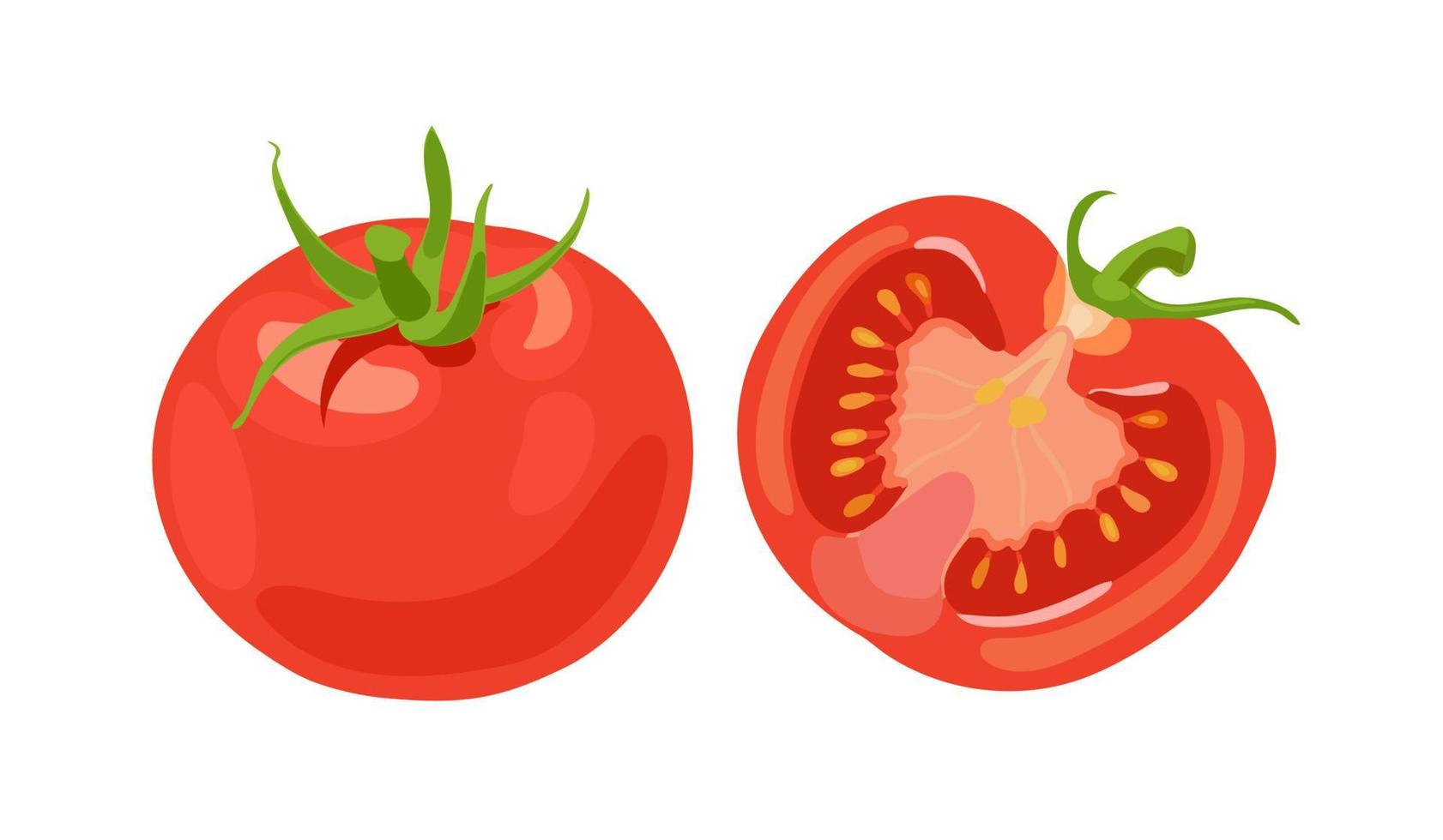 pomodori rossi freschi. la verdura. mezzo pomodoro, un pomodoro intero. illustrazione vettoriale