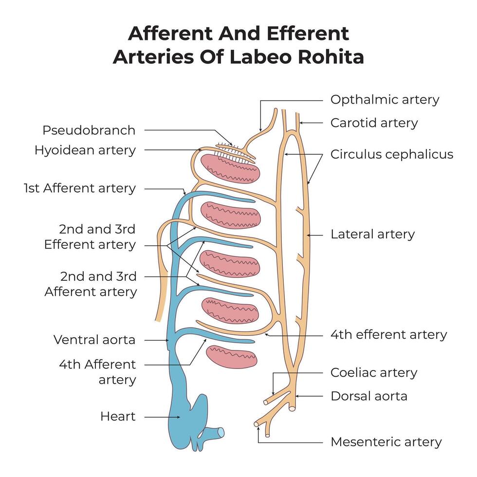 afferente e efferente arterie di labeo rohita scienza design vettore illustrazione