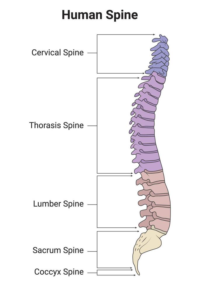 umano Spagna scienza design vettore illustrazione diagramma