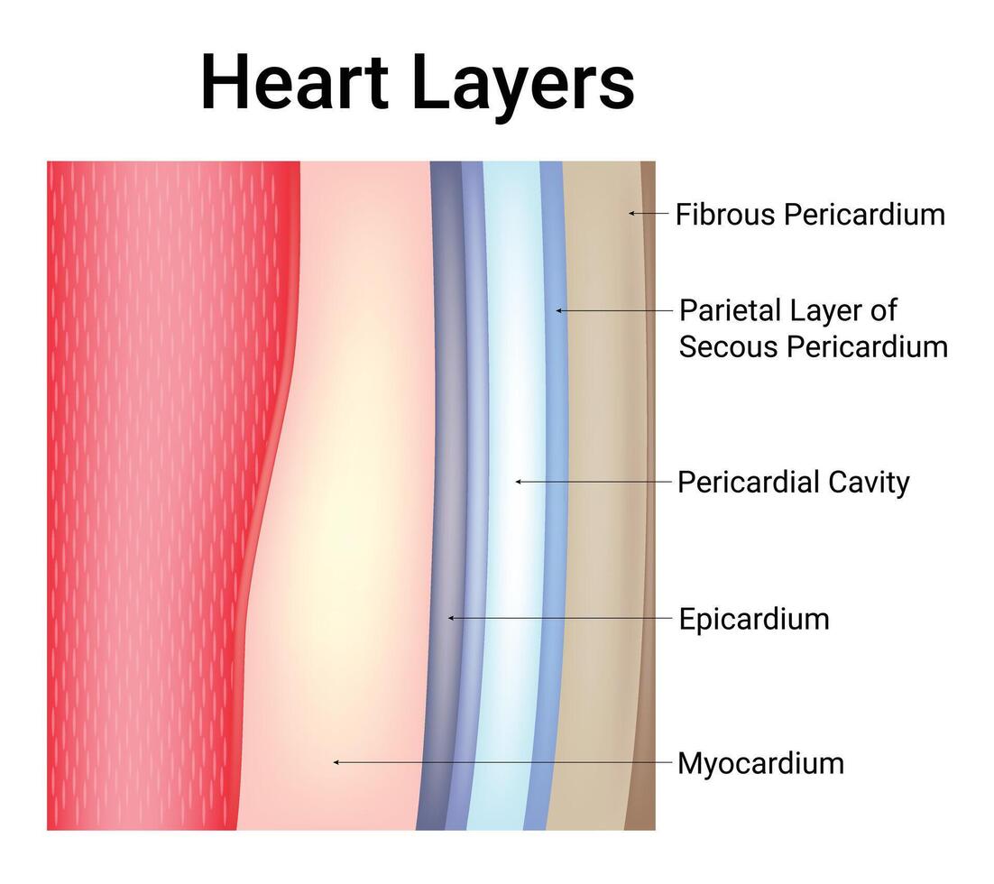 cuore strati scienza design vettore illustrazione diagramma