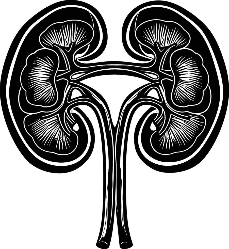 ai generato silhouette per interno organi di rene nero colore solo vettore