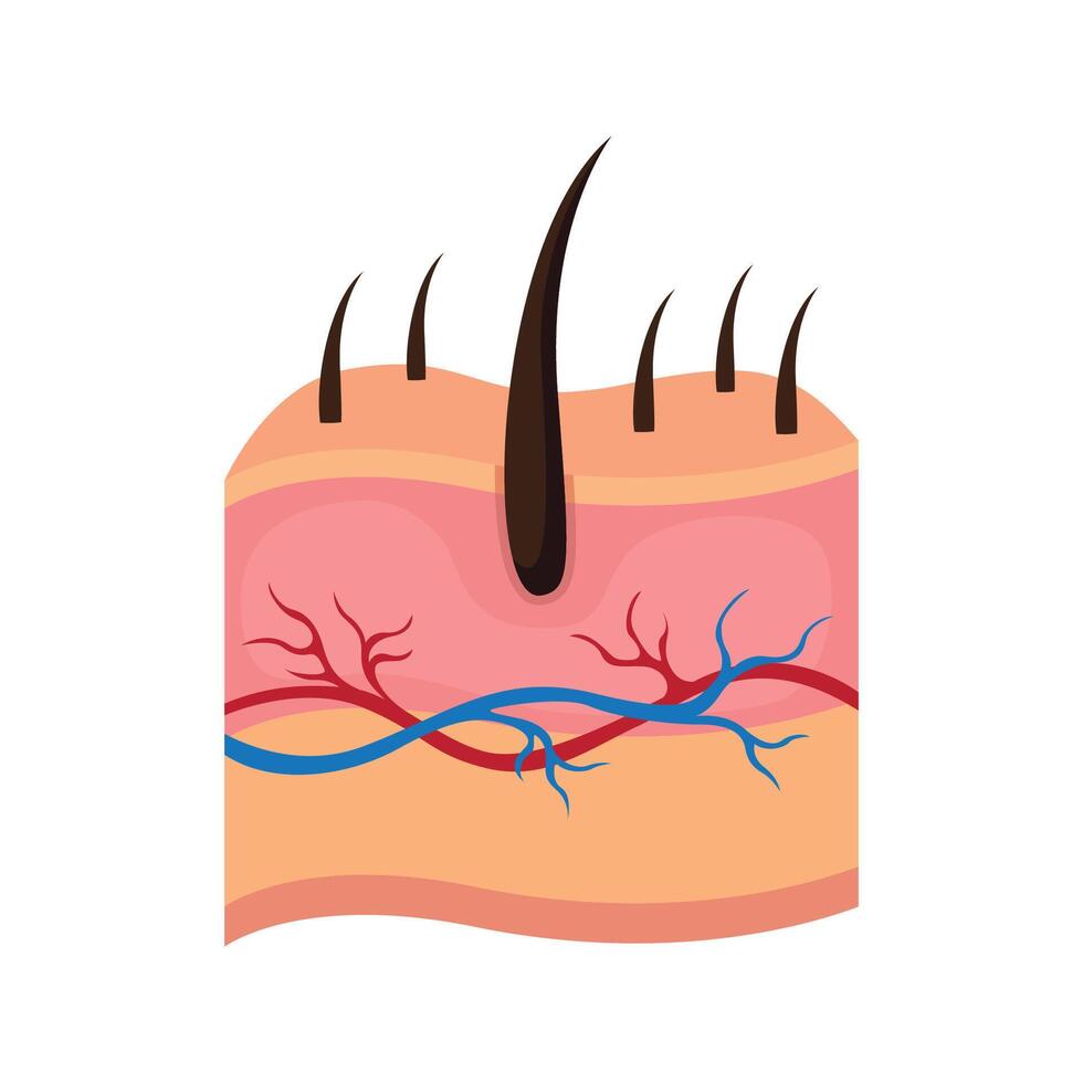 derma icona design illustrazione. vettore design