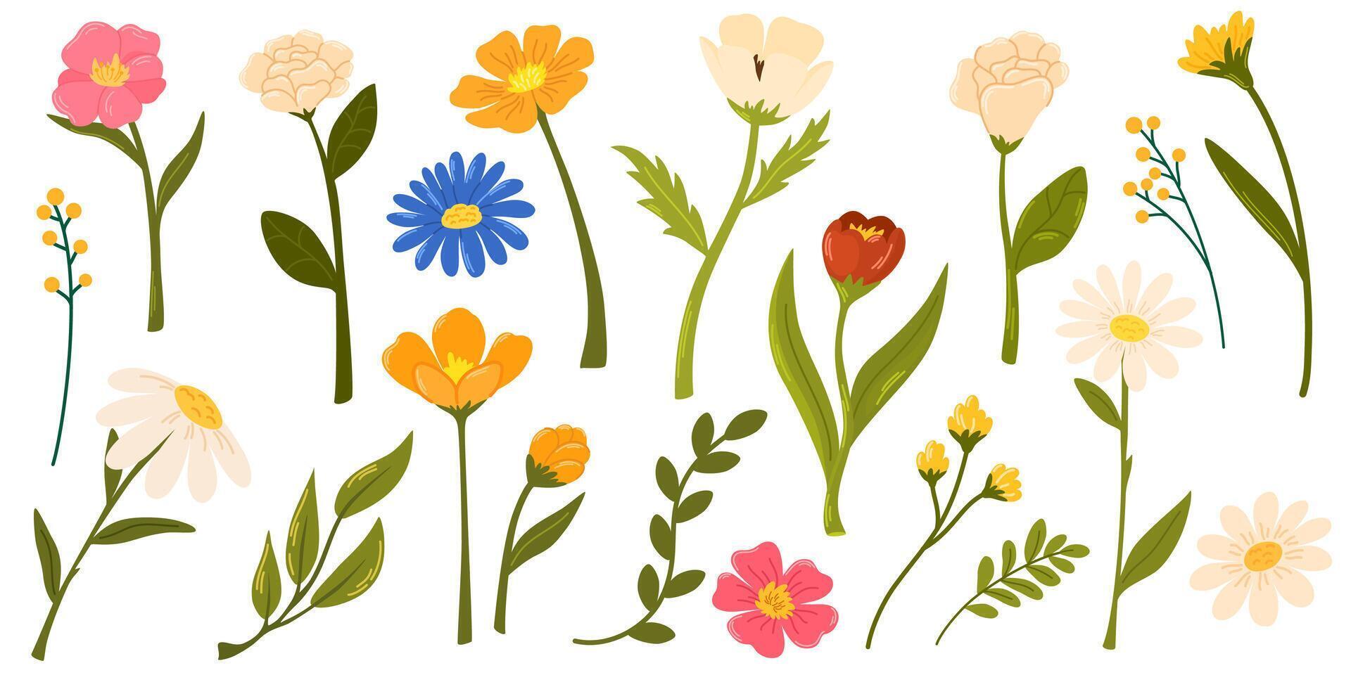 primavera fiori impostare. fiori selvatici camomilla, tulipano e non ti scordar di mé, fiordaliso e saggio con le foglie. floreale botanico elementi. fiorire di giardino fiore. vettore cartone animato illustrazione