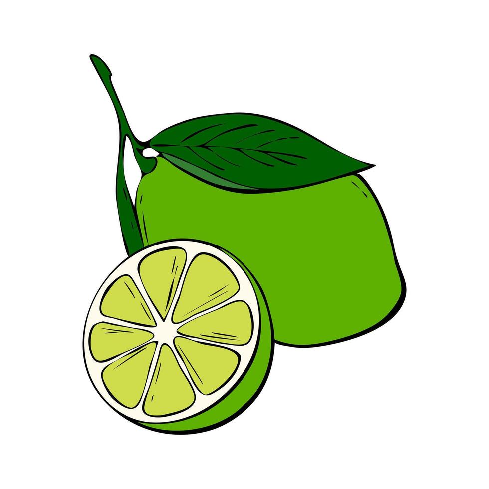 vivace verde lime su ramo con foglia e fetta, mano disegnato contorno scarabocchio, isolato su bianca sfondo. vettore