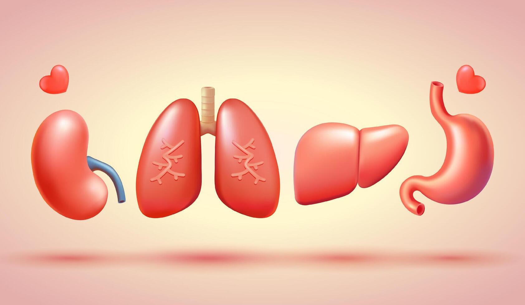 umano organi, polmoni, stomaco, reni e fegato. 3d vettore, adatto per donatore giorno, Salute e formazione scolastica vettore