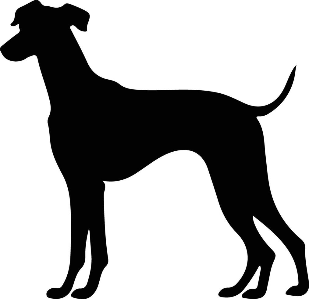 whippet nero silhouette vettore