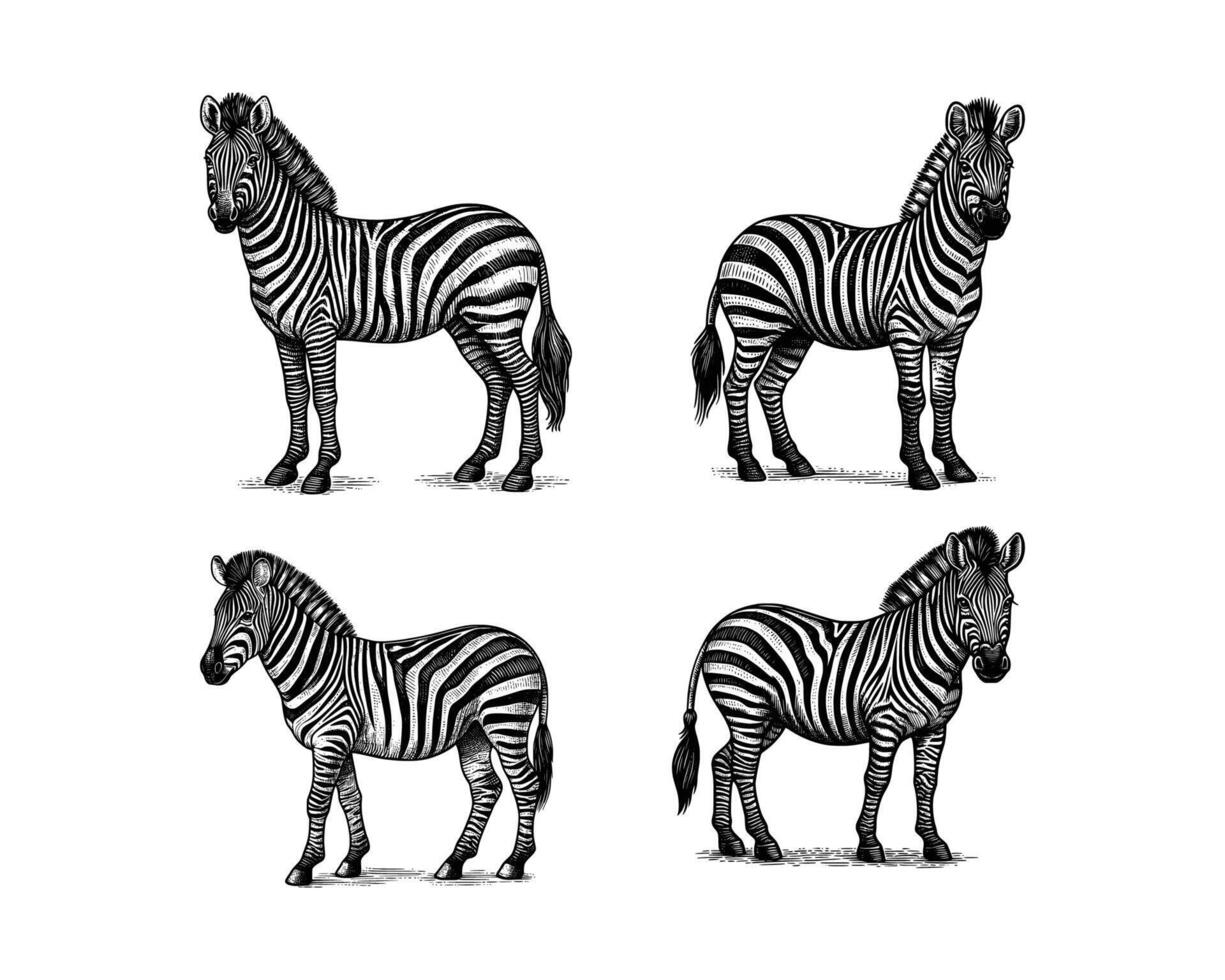 impostato di zebra illustrazione. mano disegnato zebra nero e bianca vettore illustrazione. isolato bianca sfondo