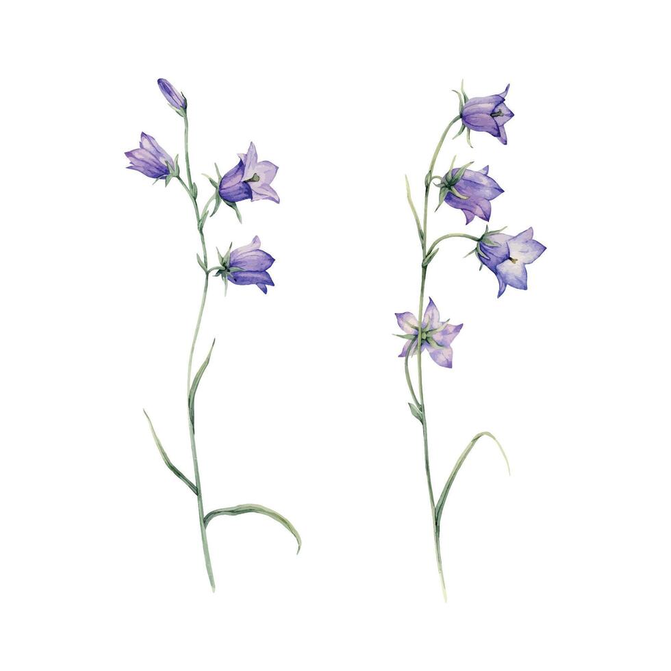 avvicinamento di blu diffusione campanula fiori. campanula patula, poco campana, campanula, Rapunzel, harebell. acquerello mano pittura illustrazione su isolato bianca sfondo. vettore