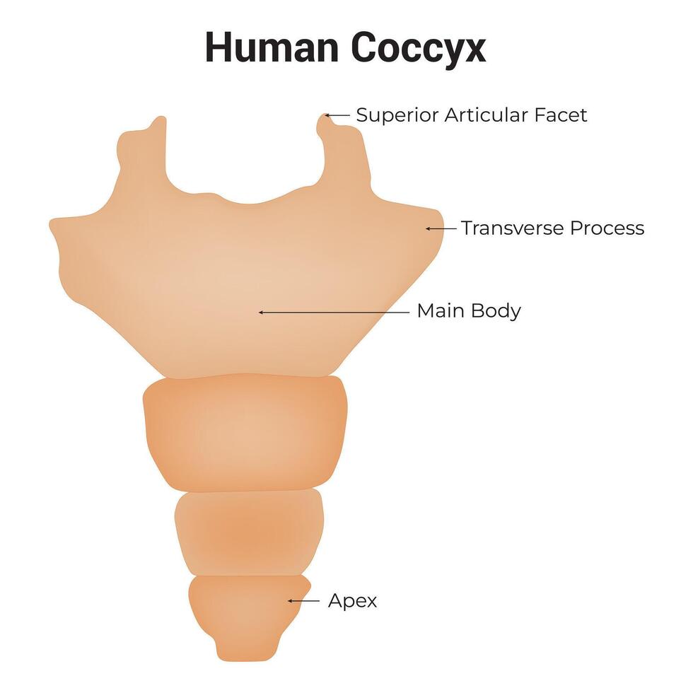 umano coccige scienza design vettore illustrazione