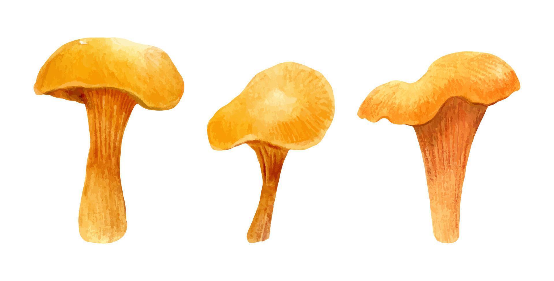 set di funghi di bosco autunnali. finferli commestibili arancioni isolati su sfondo bianco. illustrazione disegnata a mano dell'acquerello. perfetto per il tuo progetto, ricetta, menu, cartoline, stampe, copertine, cartamodelli. vettore