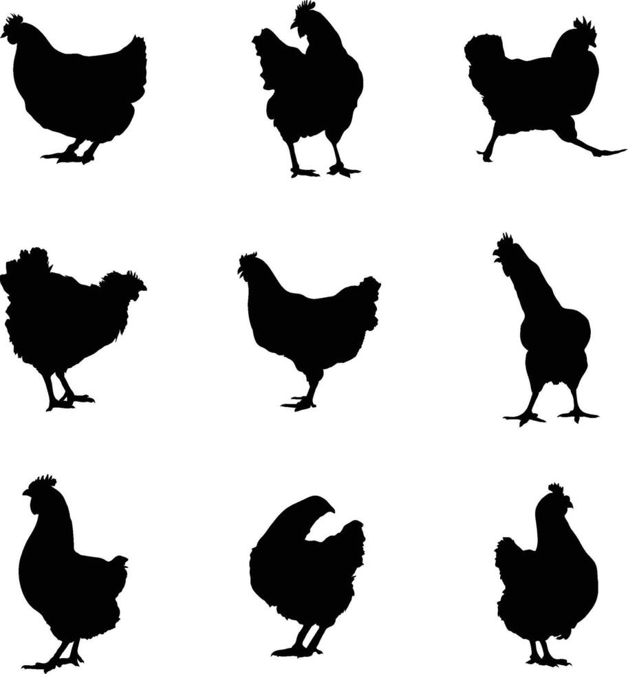 un' vettore collezione di polli nel un' varietà di posizioni per opera d'arte composizioni