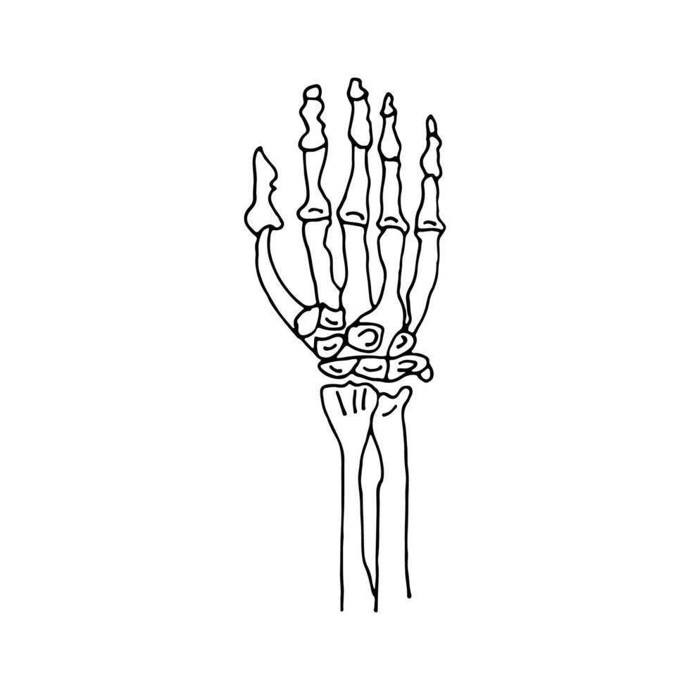 scheletro di un' umano mano. mistico. scarabocchio. vettore illustrazione. mano disegnato. schema.