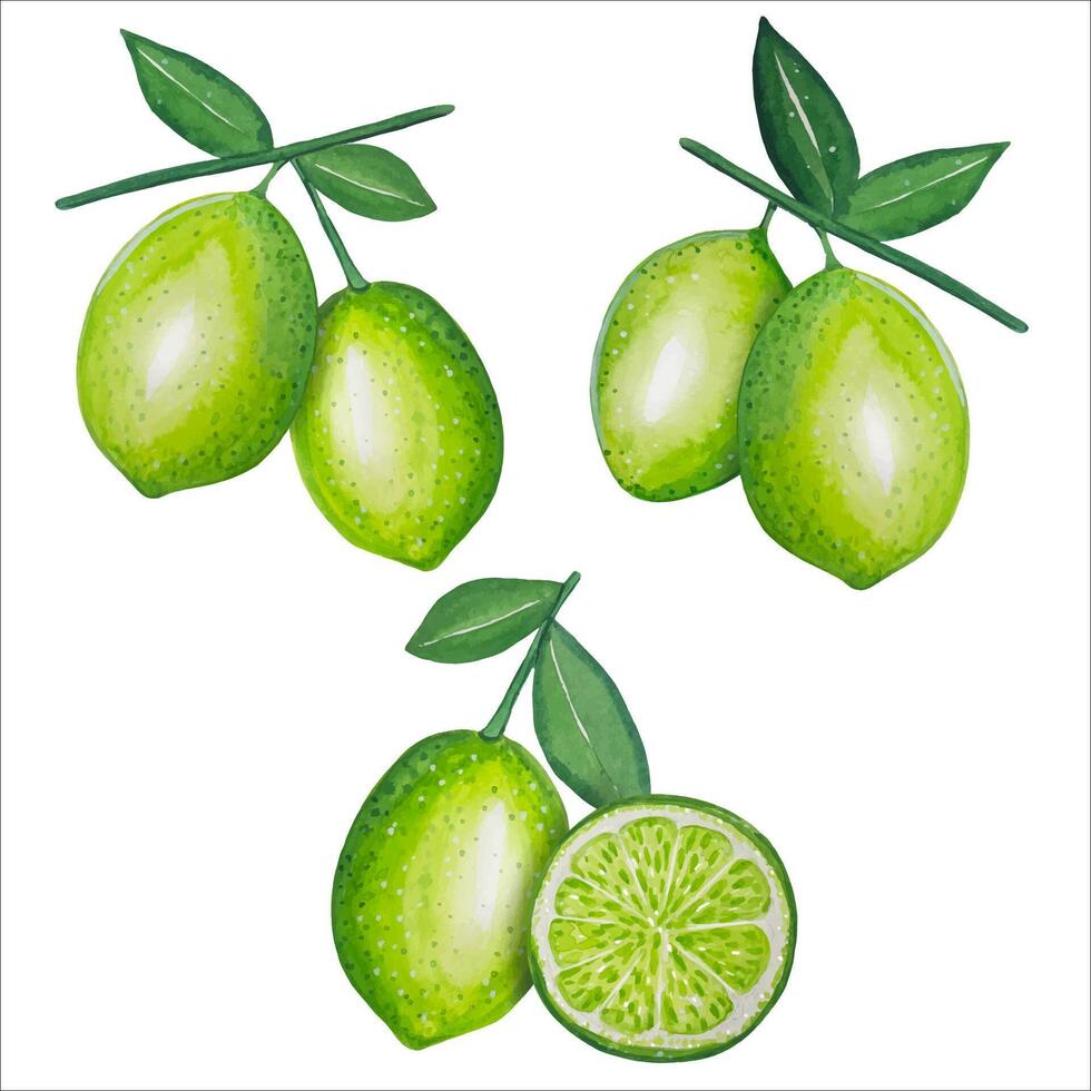 mano disegnato Limes, acquerello illustrazione vettore