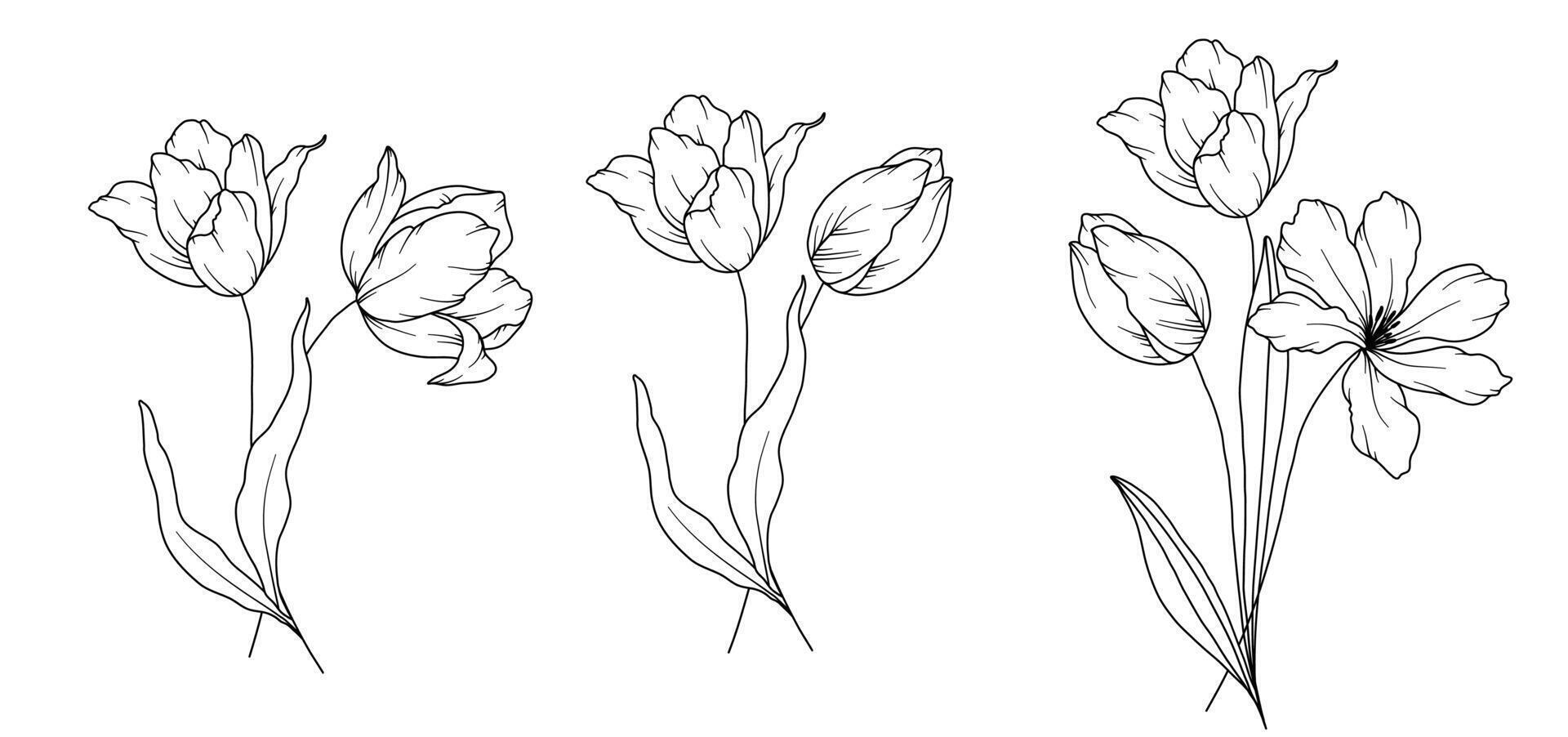 tulipani linea disegno. nero e bianca floreale mazzi di fiori. fiore colorazione pagina. floreale linea arte. bene linea tulipani illustrazione. mano disegnato fiori. botanico colorazione. nozze invito fiori vettore