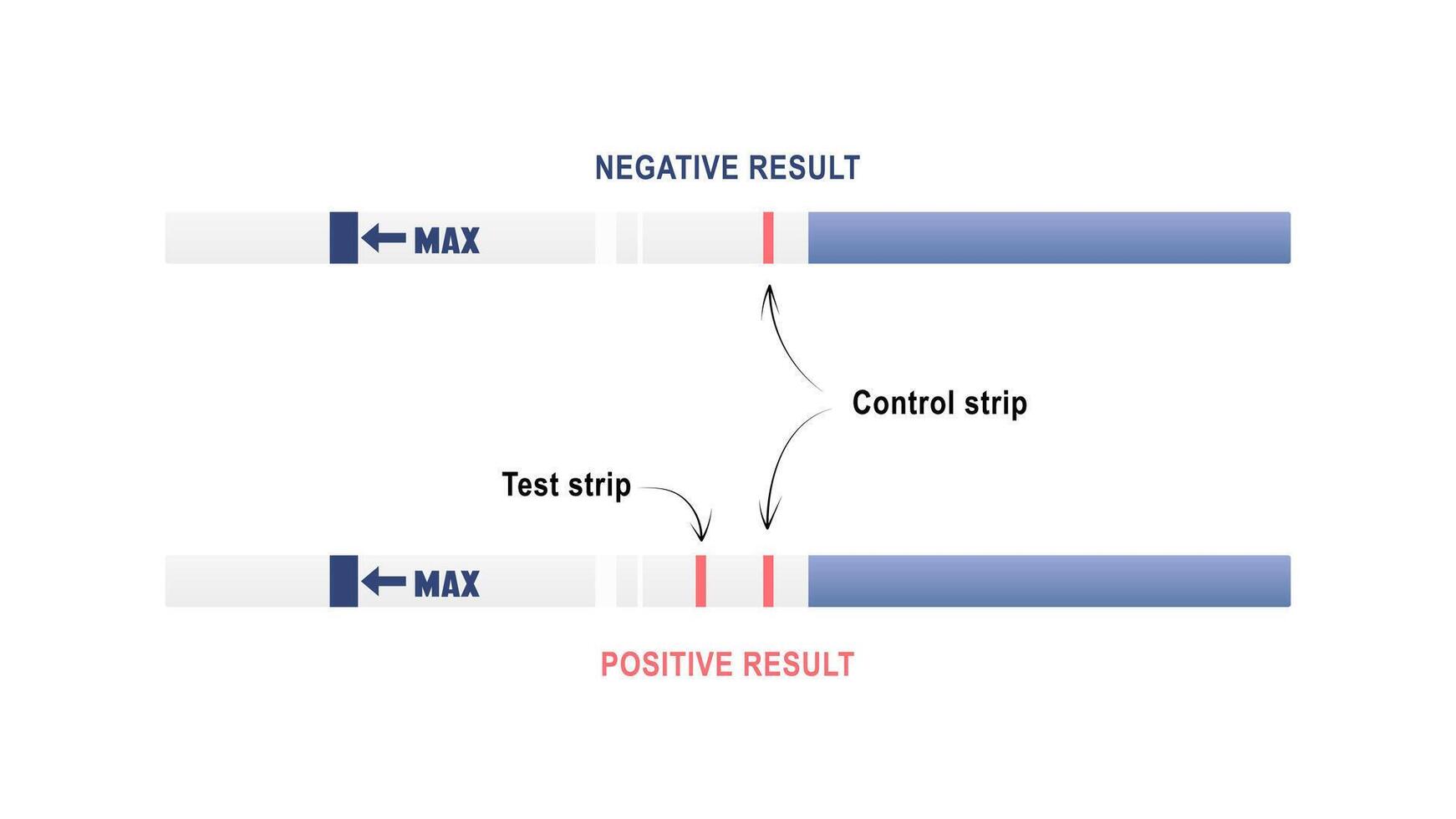 vettore positivo e negativo gravidanza test. Istruzioni per il gravidanza test.