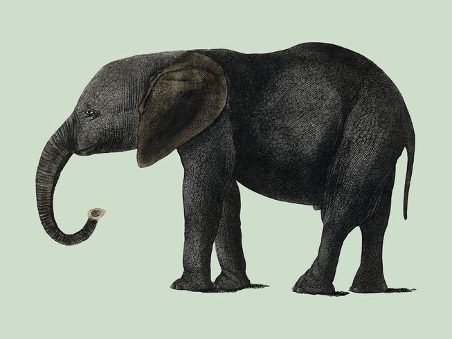La storia della terra e della natura animata (1848) di Oliver Goldsmith (1728-1774), un ritratto di un elefante grigio scuro. Miglioramento digitale di rawpixel. vettore
