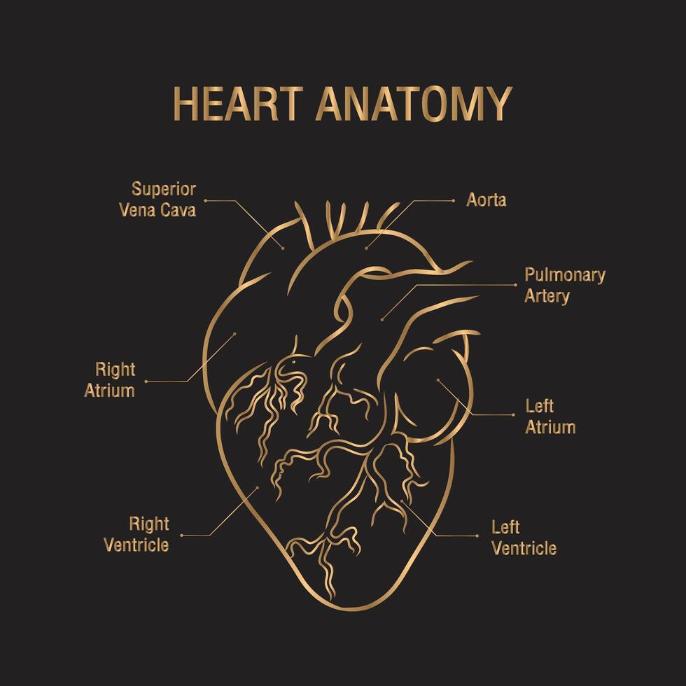 vettore anatomia cuore d'oro Linee su nero sfondo.