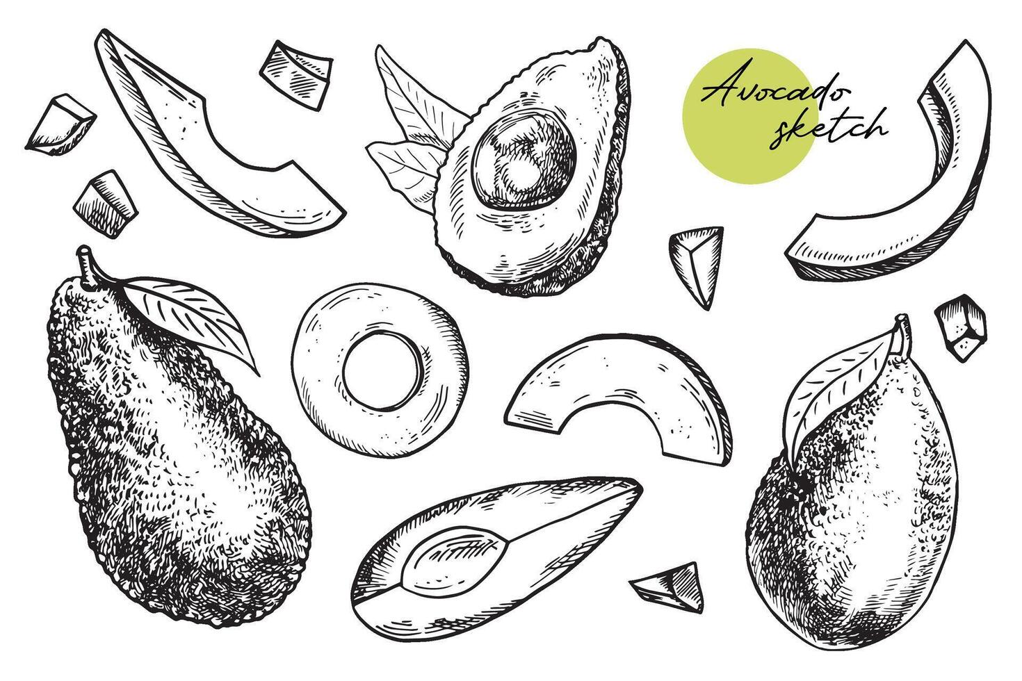 avocado fette vettore. mano disegnato schizzo di maturo tropicale frutta. pezzo di pelato fresco avocado. gustoso salutare cibo, giardino verdura schema. monocromatico illustrazione isolato su wihte vettore