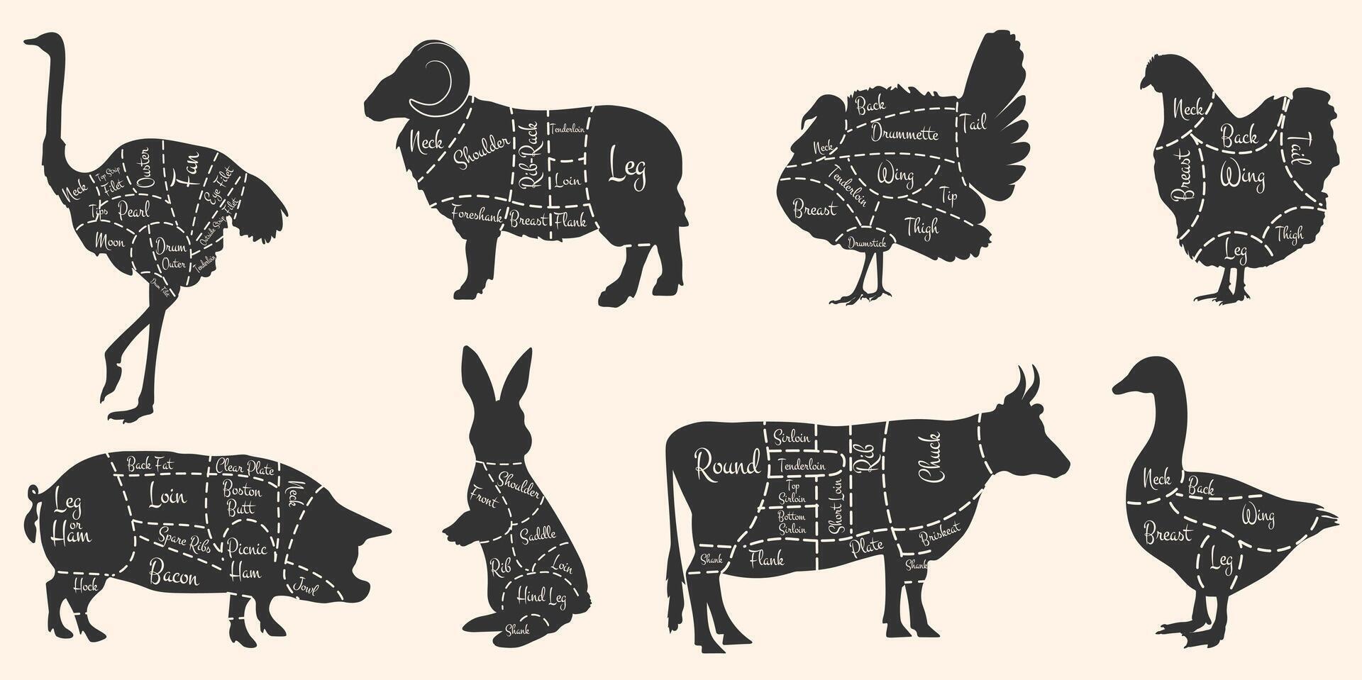 silhouette diagrammi di tagli di manzo, Maiale, agnello, coniglio, pollo, anatra, struzzo e tacchino. buio sagome su un' bianca sfondo. vettore eps 10,