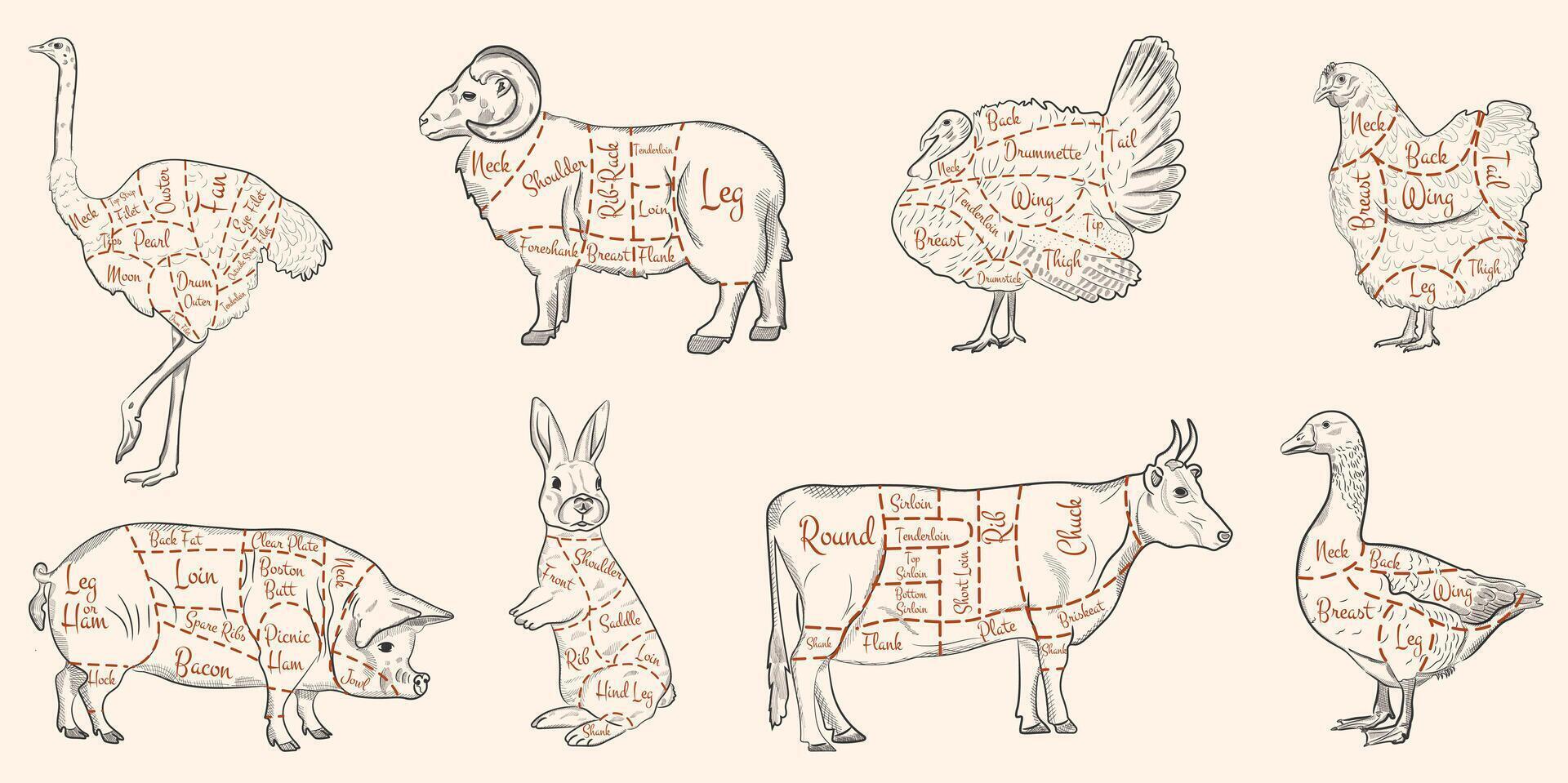 un' macelleria diagramma. taglio carne. silhouette di mucca, pollo, maiale, pecore. manzo, pollo, Maiale, agnello, tacchino, struzzo, coniglio, oca. vettore illustrazione per macellaio negozio.