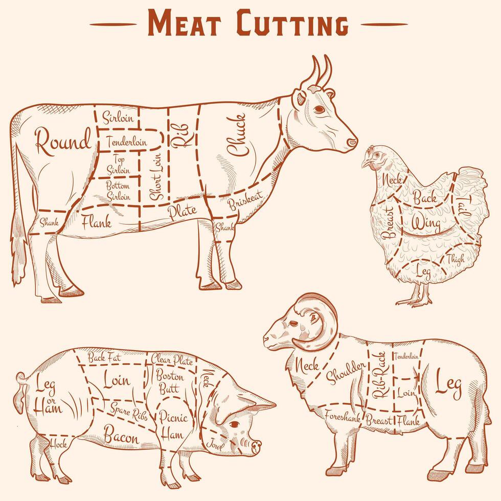 macelleria vettore diagramma per taglio carne. mucche, maiale, agnello e pollo mano disegno, tratteggio con matita.