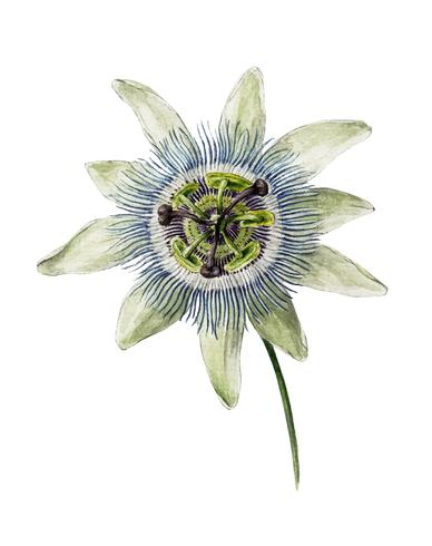 Passion Flower (1825) di Jean Bernard (1775-1883). Originale dal Museo Rijks. Miglioramento digitale di rawpixel. vettore