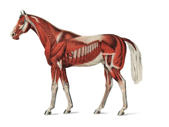 Strato superficiale dei muscoli di un artista sconosciuto (1904), un&#39;illustrazione medica del sistema muscolare equino. Miglioramento digitale di rawpixel. vettore