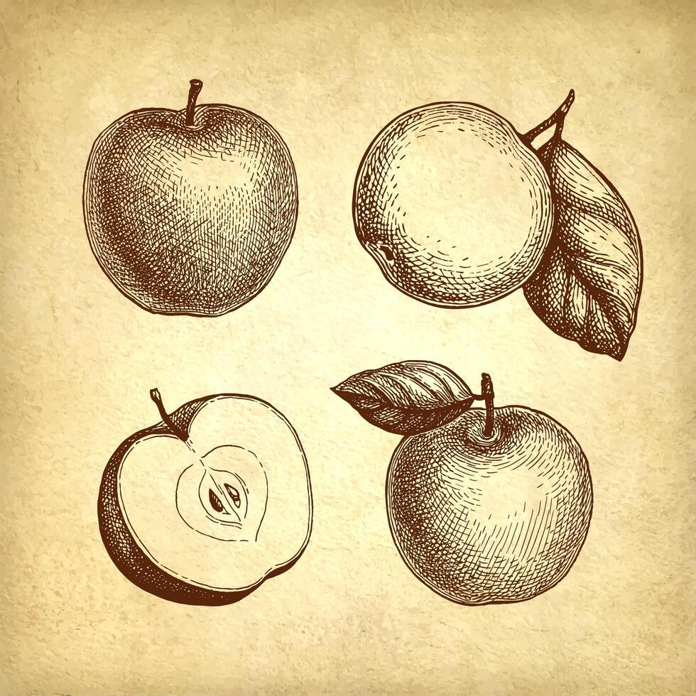 Mela con foglia e affettato frutta. inchiostro schizzo impostato su vecchio carta sfondo. mano disegnato vettore illustrazione. retrò stile.