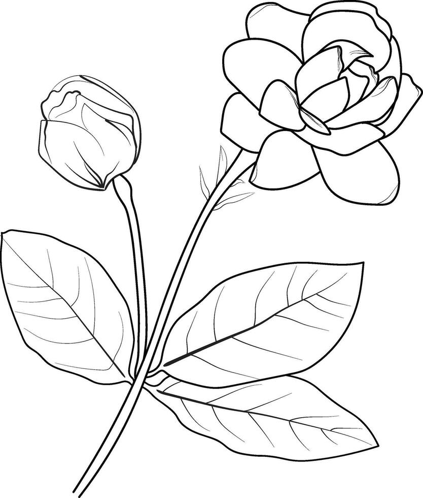 facile gelsomino fiore, schizzo gelsomino fiore disegno, tatuaggio gelsomino fiori disegno, schema gelsomino fiore tatuaggio, semplice gardenia fiori tatuaggio, minimalista gelsomini fiore tatuaggio vettore