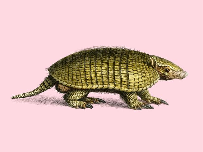 Armadillo giallo (Euphractus sexcinctus) illustrato da Charles Dessalines D &#39;Orbigny (1806-1876). Miglioramento digitale della nostra edizione del 1892 di Dictionnaire Universel D&#39;histoire Naturelle. vettore