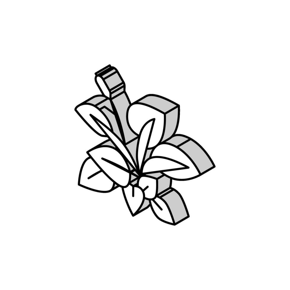 anubia nana isometrico icona vettore illustrazione