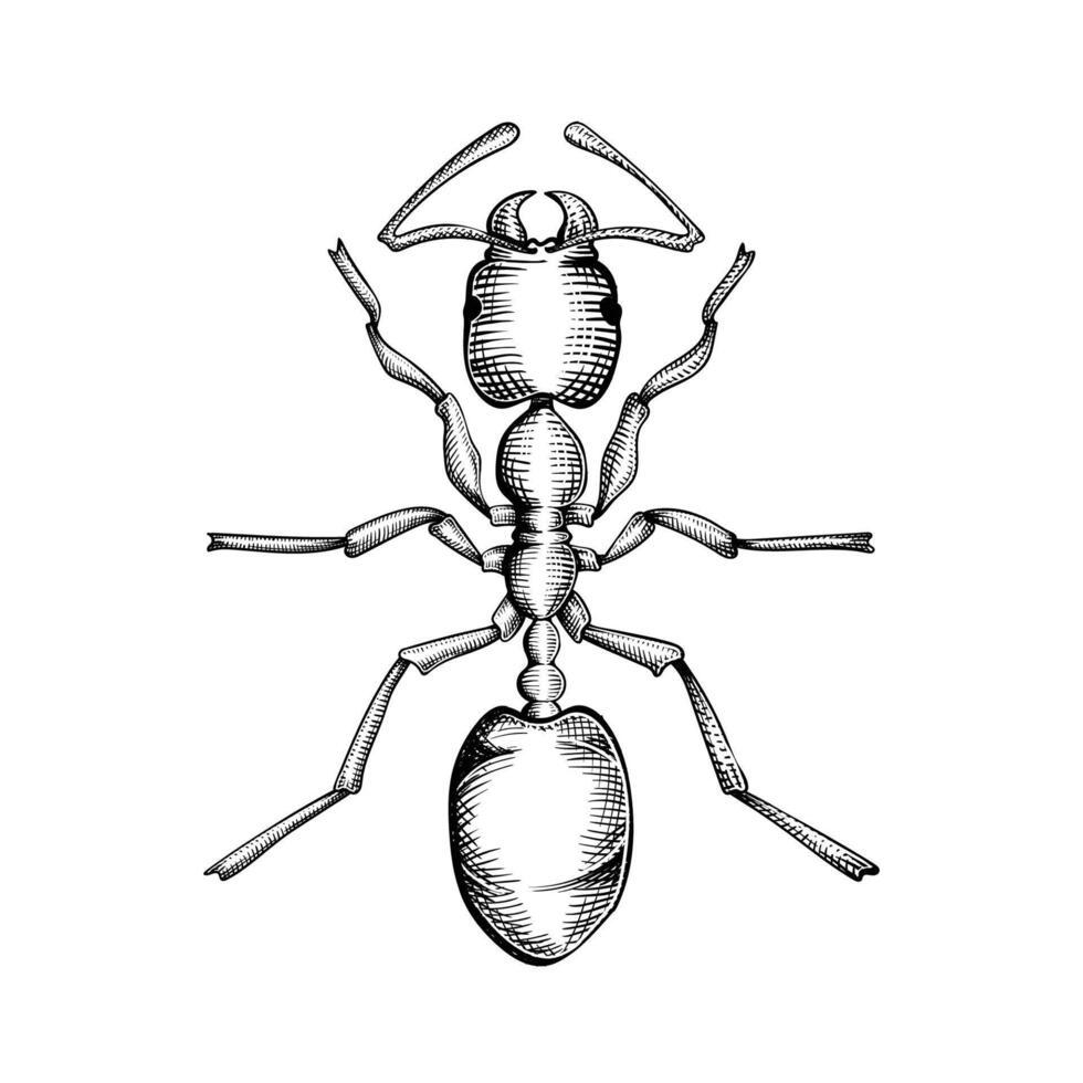 mano disegnato formica colonia collezioni vettore