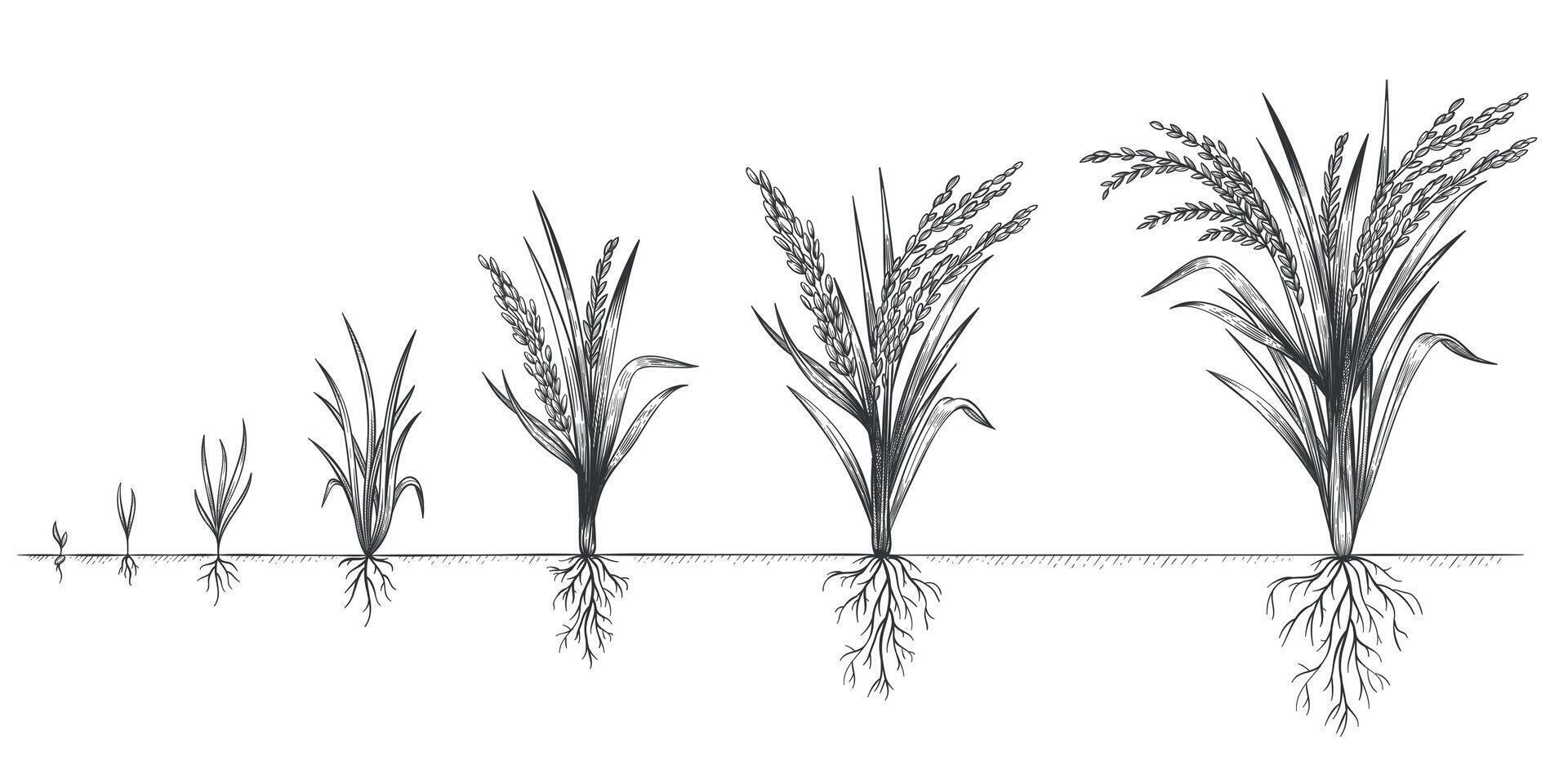 riso crescita. pianta Ritaglia in crescita ciclo. schizzo vita stadi di azienda agricola cereale. mano disegnato spighette nel suolo. cereali aumentare passaggi vettore concetto