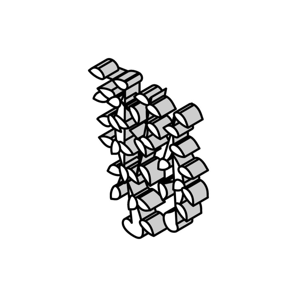 liana in crescita ramo isometrico icona vettore illustrazione