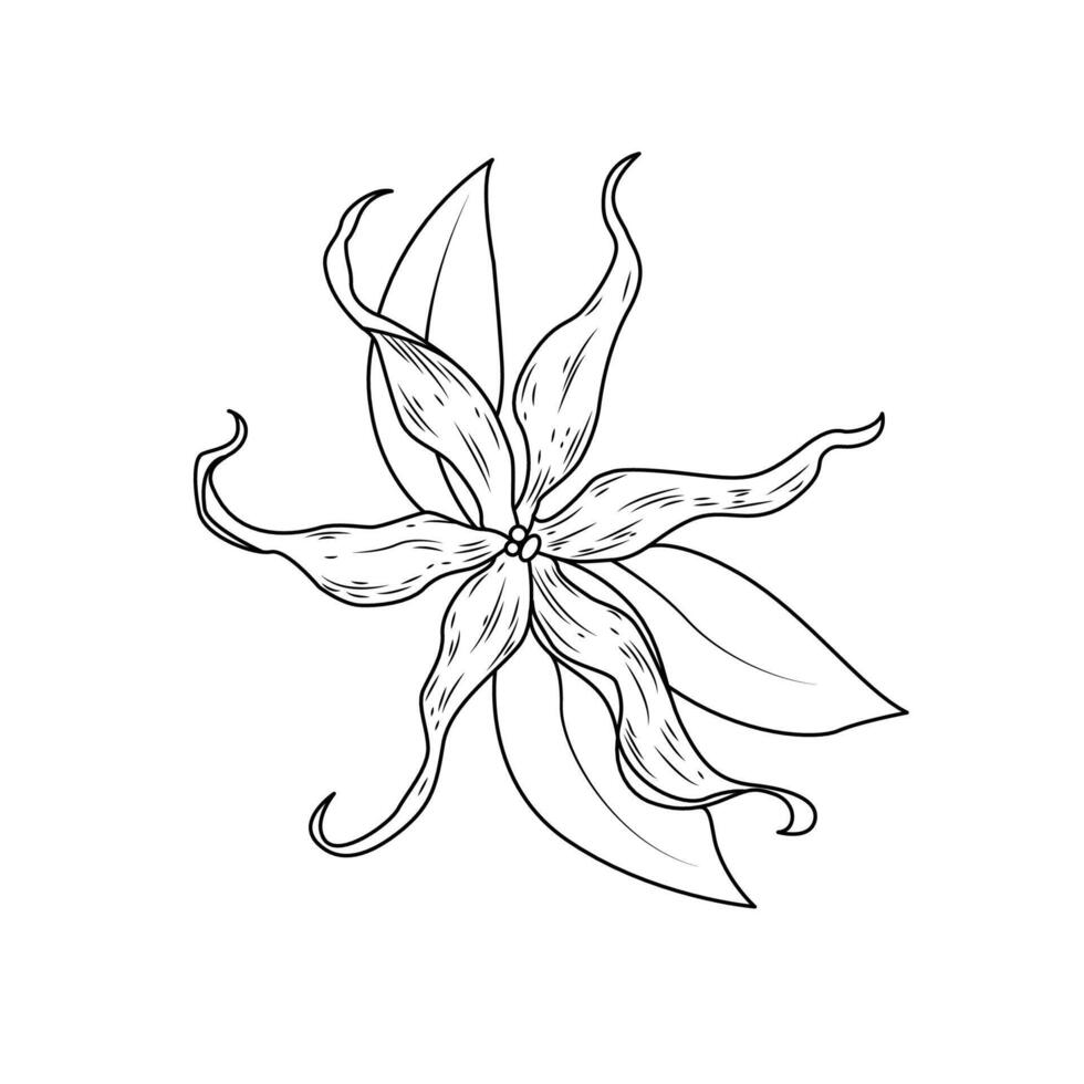 il illustrazione di ylang fiore vettore