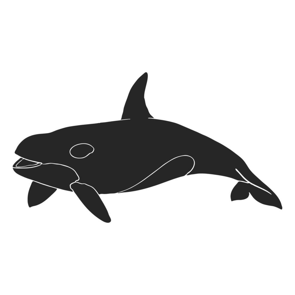 mano disegnato uccisore balena orca vettore illustrazione