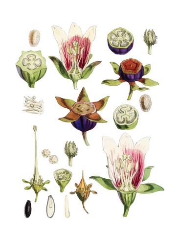 Tabacco indiano (Lobelia inflata) da illustrazioni di piante himalayane (1855) di WH (Walter Hood) Fitch (1817-1892). Miglioramento digitale di rawpixel. vettore