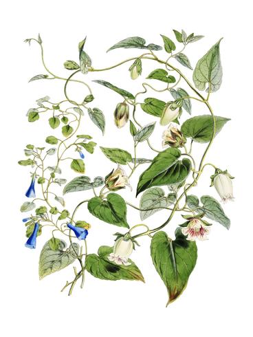 Tabacco indiano (Lobelia inflata) da illustrazioni di piante himalayane (1855) di WH (Walter Hood) Fitch (1817-1892). Miglioramento digitale di rawpixel. vettore