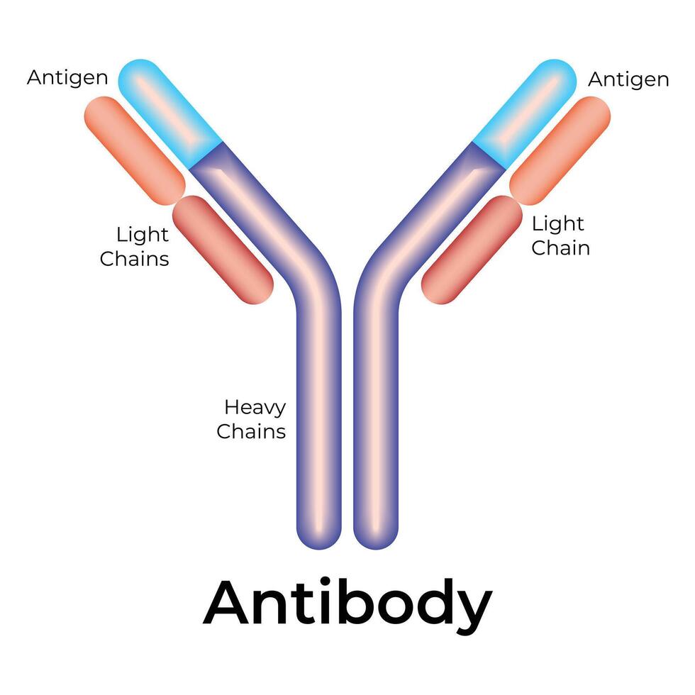 anticorpo scienza design vettore illustrazione diagramma