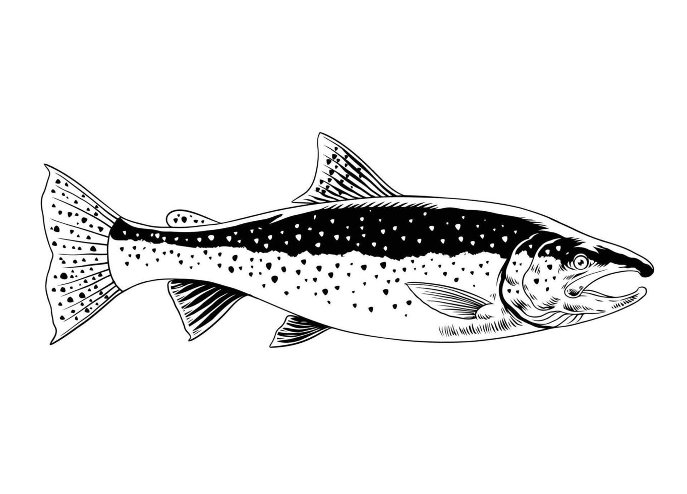 trota pesce mano disegnato illustrazione nero e bianca vettore