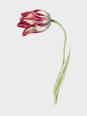 Tulipano rosa di Jean Bernard (1775-1883). Originale dal Museo Rijks. Miglioramento digitale di rawpixel. vettore