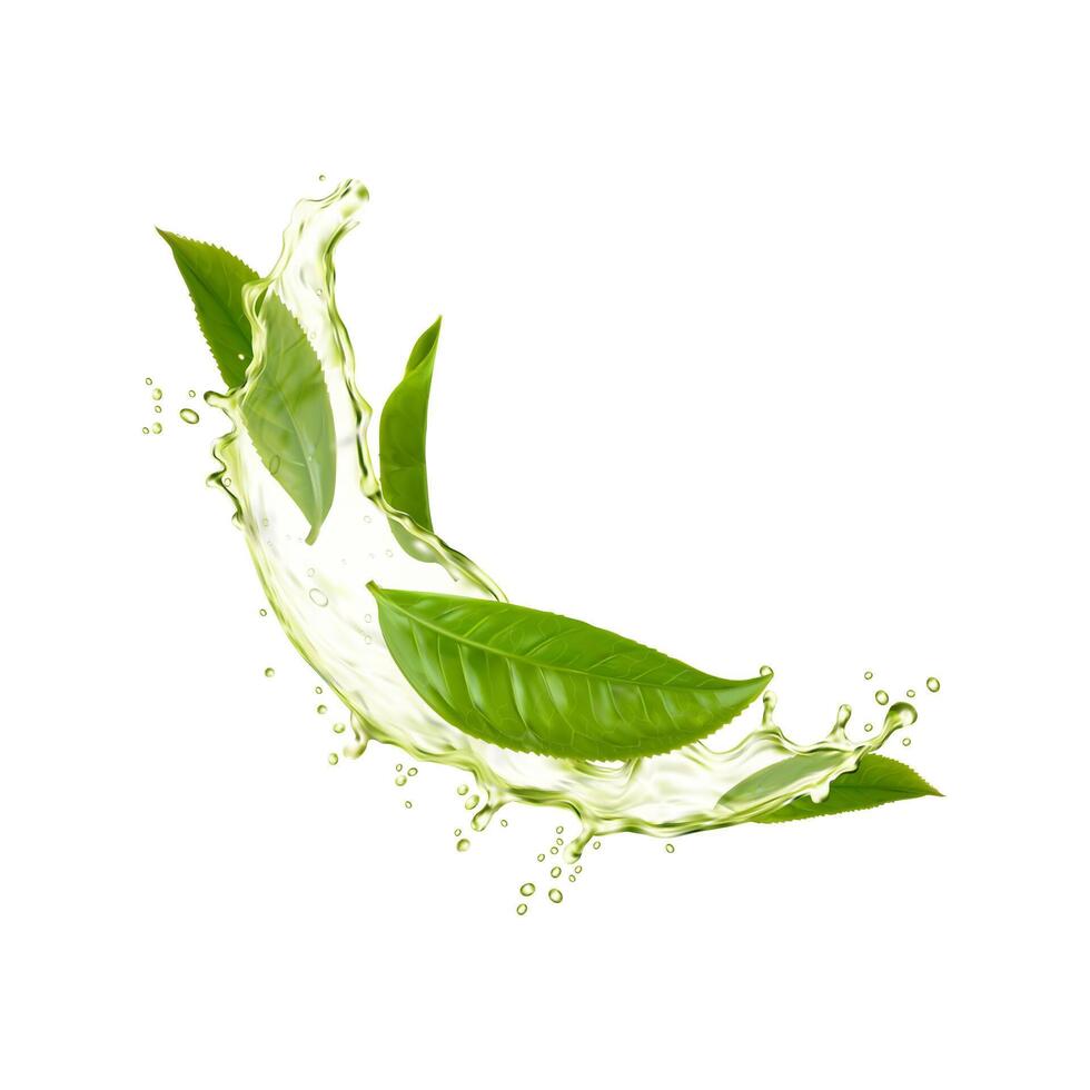 verde erbaceo tè le foglie e onda spruzzo con gocce vettore