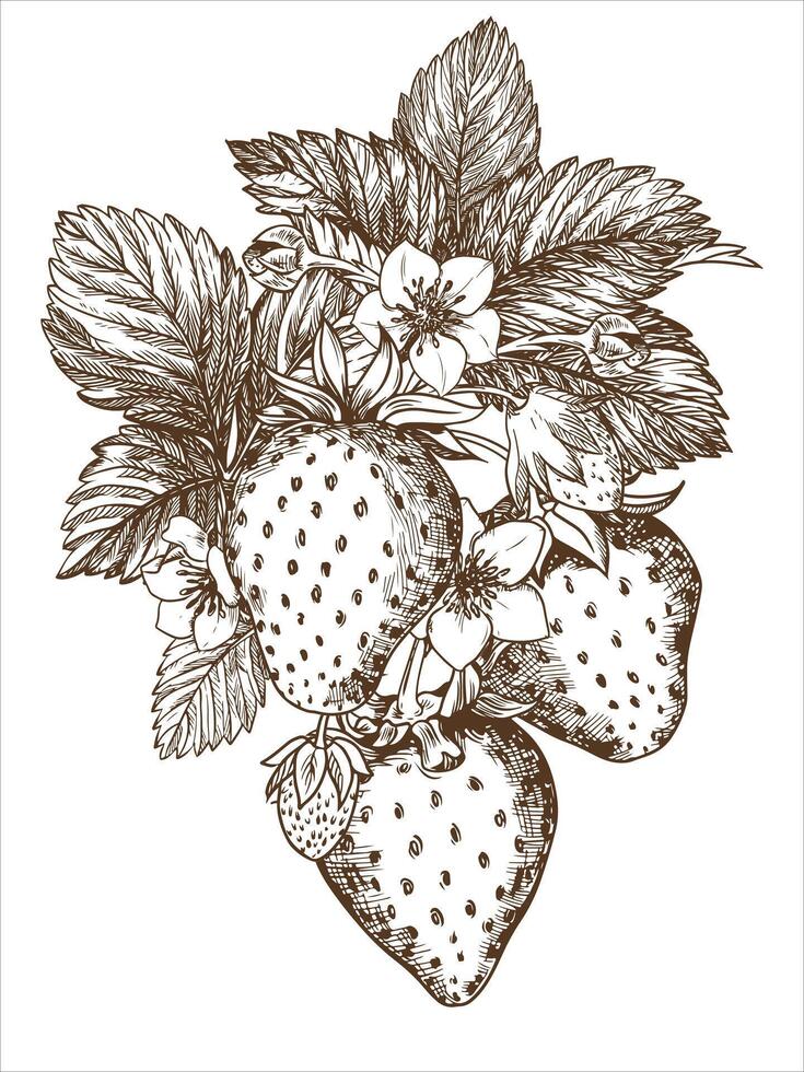 schizzo di un' fragola cespuglio. frutti di bosco, fiori, rami e le foglie su un' bianca sfondo. vettore, lineare illustrazione nel il stile di un vecchio incisione. immagini per confezione erbaceo Tè, marmellata. vettore