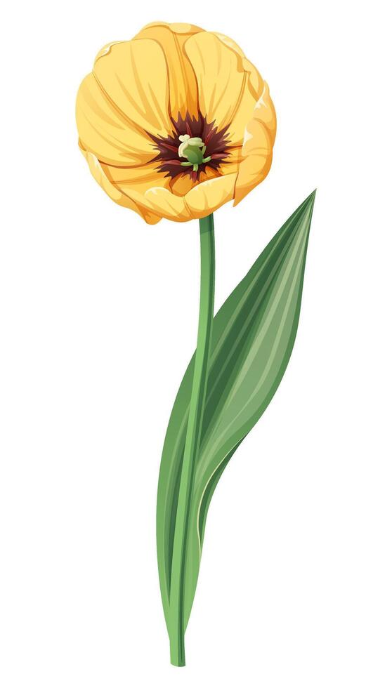 tulipano su un isolato sfondo. primavera giallo fiore per donne S giorno, Pasqua. vettore floreale illustrazione.