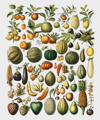 Un&#39;illustrazione vintage di una grande varietà di frutta e verdura del libro, Nouveau Larousse Illustre (1898), di Larousse, Pierre, Augé e Claude, arricchita digitalmente da Rawpixel. vettore